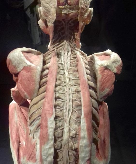 Body Worlds Poznań 2017